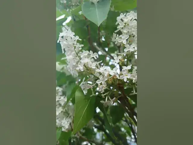 Video thumbnail for Beautiful
