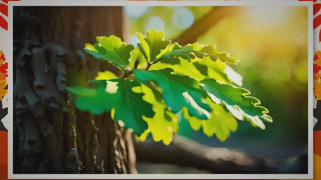 Video thumbnail for How To Make An Oak Tree Grow Faster And Thicker: 5 Tips For Improving The Growth Rate - South Asian Research Publishing Organization (SARPO)