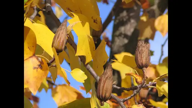 'Video thumbnail for tulip tree growth rate and lifespan'