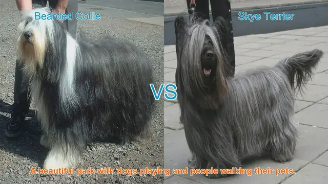 Video thumbnail for Comparing Bearded Collies and Skye Terriers: A Guide to Long-Haired Dog Breeds