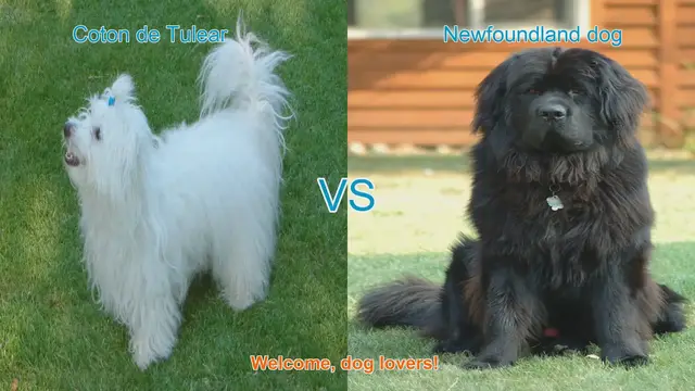 Video thumbnail for Coton de Tulear vs. Newfoundland: A Comprehensive Comparison