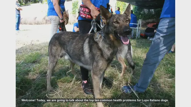 Video thumbnail for Top 10 Common Health Problems in Lupo Italiano Dogs