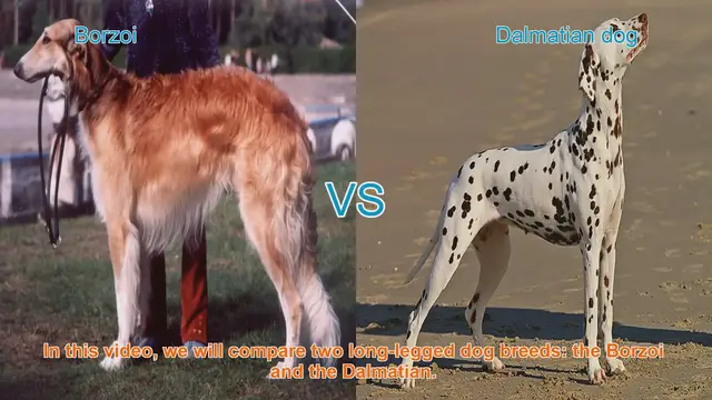 Video thumbnail for Borzoi vs. Dalmatian: A Comprehensive Breed Comparison