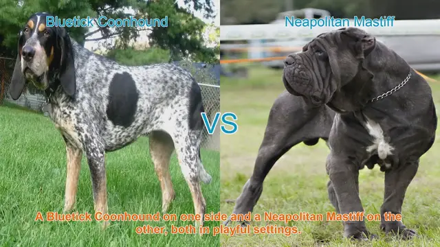 Video thumbnail for Exploring Bluetick Coonhound and Neapolitan Mastiff: A Breed Comparison