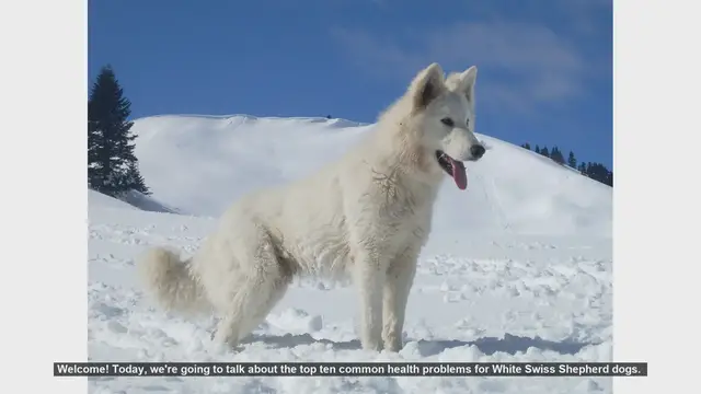 Video thumbnail for Top 10 Common Health Problems in White Swiss Shepherd Dogs