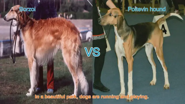 Video thumbnail for Borzoi vs. Poitevin Hound: A Majestic Breed Comparison