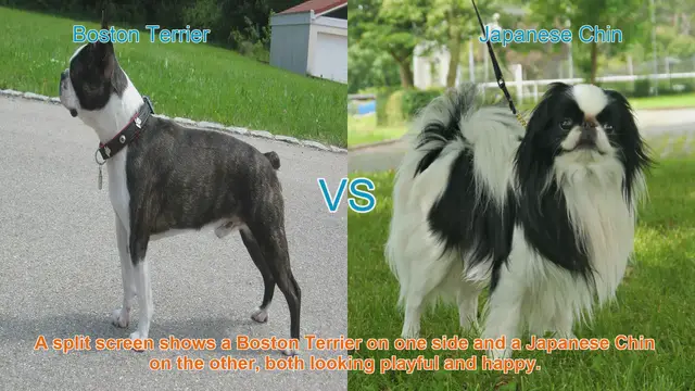 Video thumbnail for Boston Terrier vs. Japanese Chin: A Charming Breed Comparison