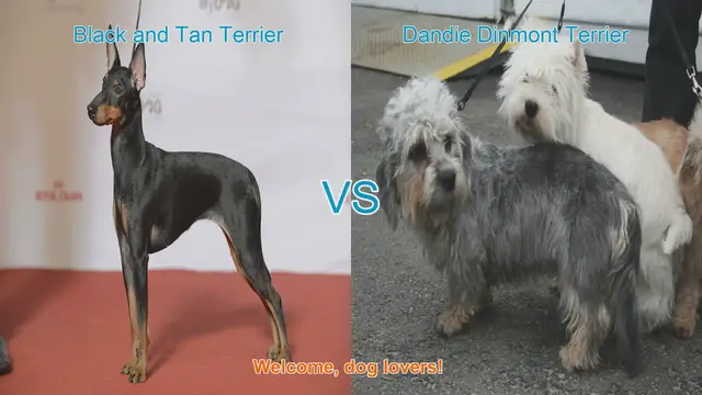 Video thumbnail for Black and Tan Terrier vs. Dandie Dinmont Terrier: A Comparison of Two Charming Dog Breeds