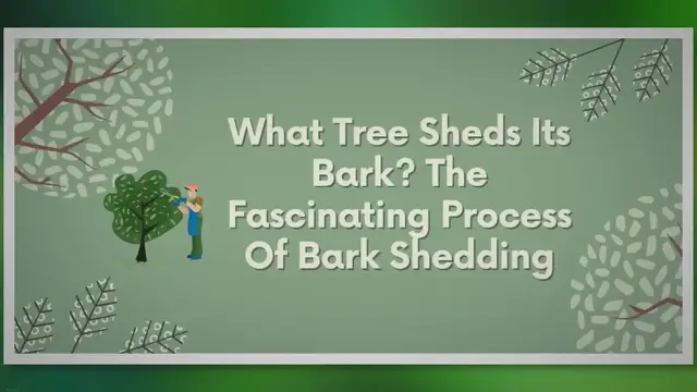Video thumbnail for Nature's Extreme Makeover: Witness How Trees Transform by Shedding Bark