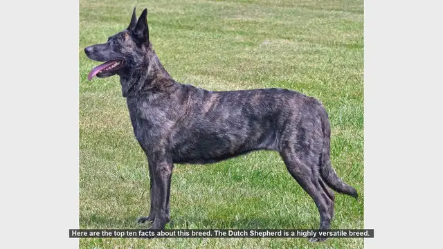 Video thumbnail for Top 10 Facts About the Dutch Shepherd