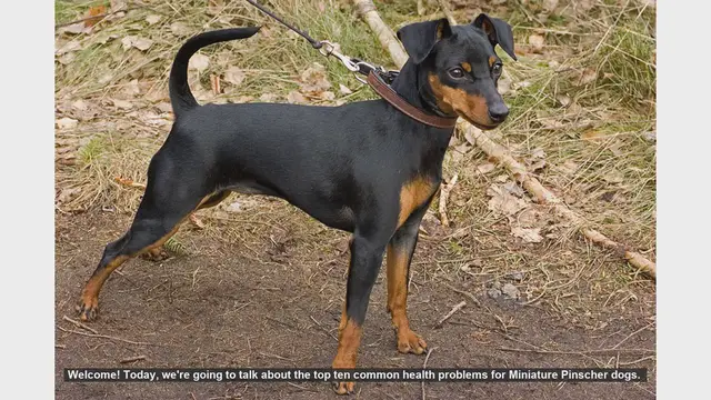 Video thumbnail for Top 10 Common Health Problems in Miniature Pinscher Dogs