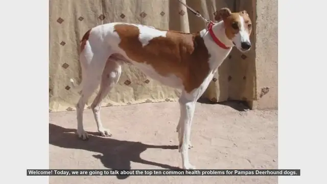 Video thumbnail for Top 10 Common Health Problems in Pampas Deerhound Dogs