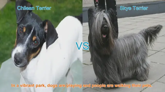 Video thumbnail for Chilean Terrier vs. Skye Terrier: A Breed Comparison