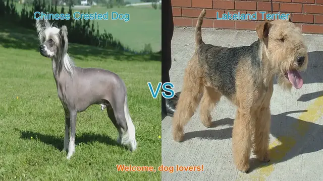 Video thumbnail for Chinese Crested Dog vs. Lakeland Terrier: A Breed Comparison