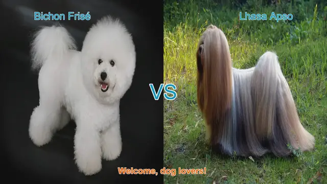 Video thumbnail for Bichon Frisé vs. Lhasa Apso: A Comparison of Two Popular Dog Breeds