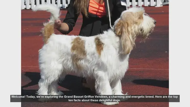 Video thumbnail for Top 10 Facts About the Grand Basset Griffon Vendéen