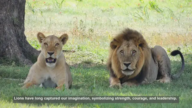 Video thumbnail for 10 Lion Proverbs: Wisdom from Around the World