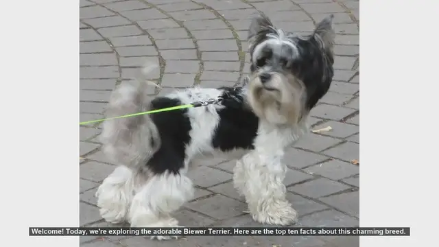 Video thumbnail for Top 10 Fascinating Facts About the Adorable Biewer Terrier