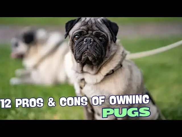 Video thumbnail for 12 Pros & Cons of Owning a Pug🐾