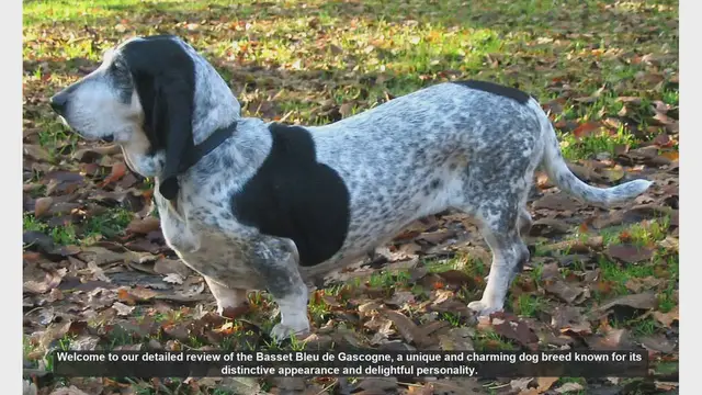 Video thumbnail for Basset Bleu de Gascogne: A Comprehensive Breed Review