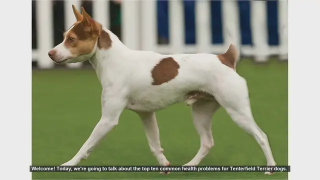 Video thumbnail for Top 10 Common Health Problems in Tenterfield Terriers