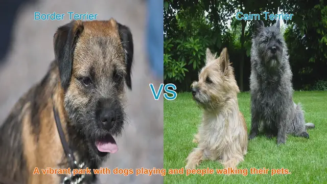 Video thumbnail for Border Terrier vs. Cairn Terrier: A Comparison of Two Playful Breeds