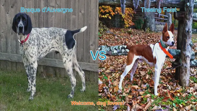 Video thumbnail for Braque d'Auvergne vs. Treeing Feist: A Comprehensive Comparison