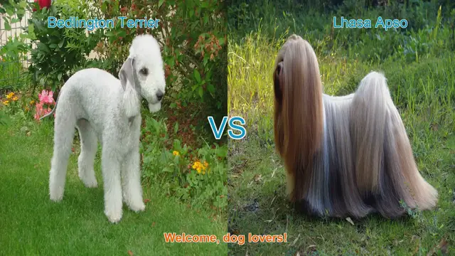 Video thumbnail for Bedlington Terrier vs. Lhasa Apso: A Comparison of Two Charming Dog Breeds