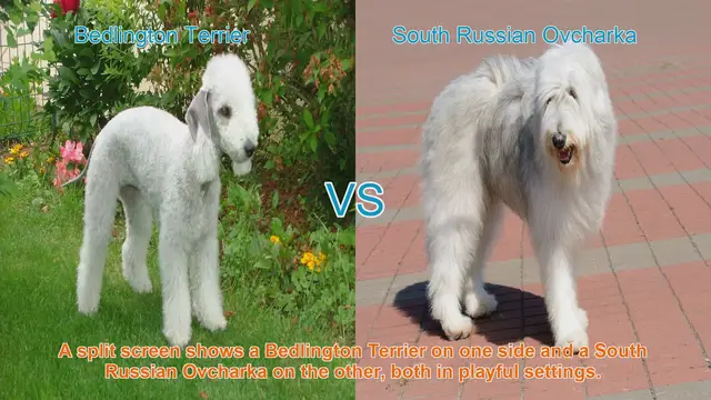 Video thumbnail for Bedlington Terrier vs. South Russian Ovcharka: A Breed Comparison