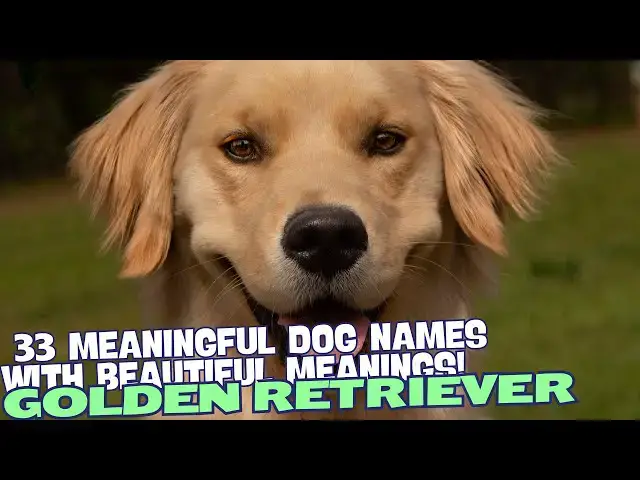 Video thumbnail for 33 Meaningful Golden Retriever Names with Beautiful Meanings 🌟