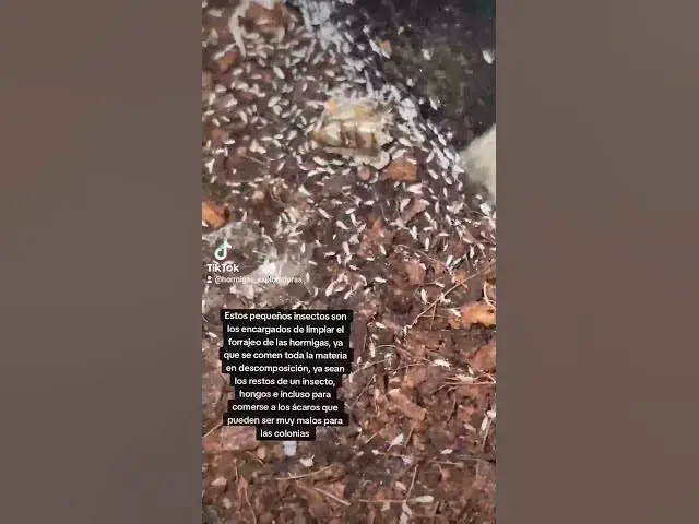 Video thumbnail for Que son los Colémbolos? #viral #shorts #ants #insects