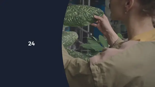 Video thumbnail for How to Grow Turmeric in Containers, in All Zone!