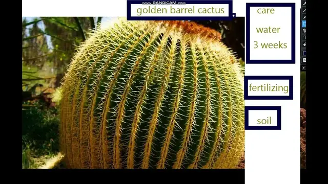 Video thumbnail for golden barrel cactus care