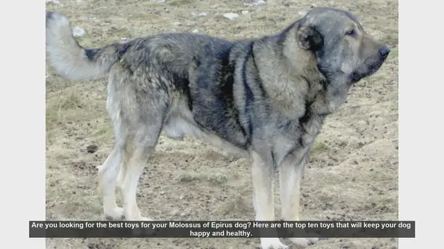 Video thumbnail for Top 10 Toys for Your Molossus of Epirus Dog