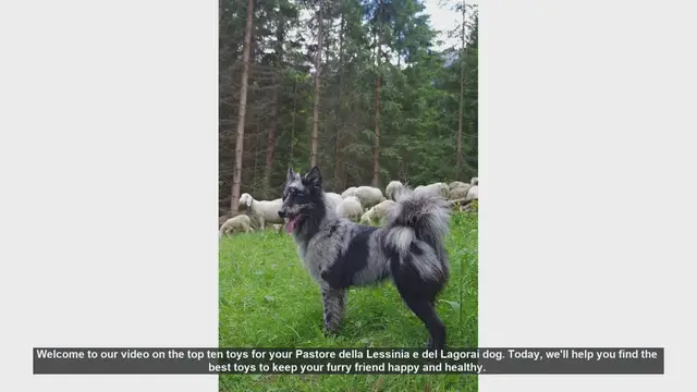 Video thumbnail for Top 10 Toys for Your Pastore della Lessinia e del Lagorai Dog