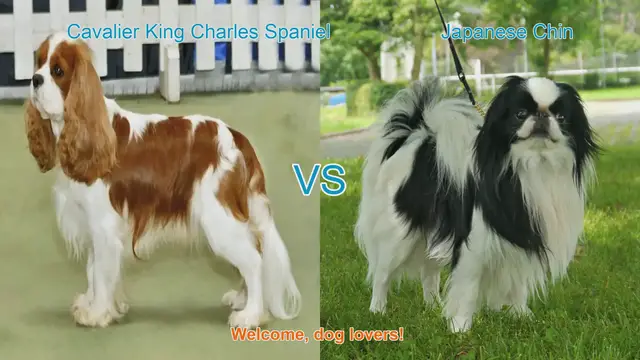 Video thumbnail for Cavalier King Charles Spaniel vs. Japanese Chin: A Comprehensive Comparison