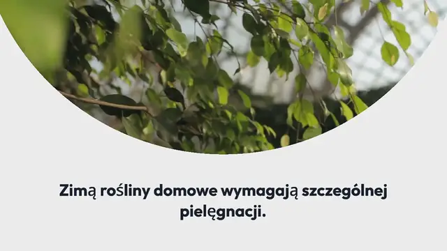 Video thumbnail for Oto właściwy sposób na podlewanie roślin zimą, aby zapobiec ich obumieraniu