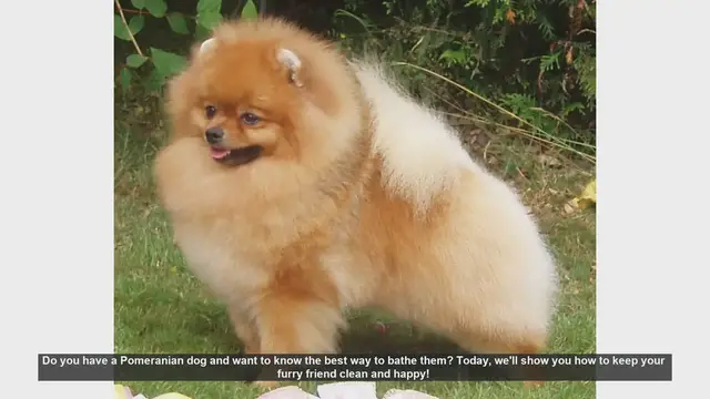 Video thumbnail for How to Bathe Your Pomeranian: Step-by-Step Guide