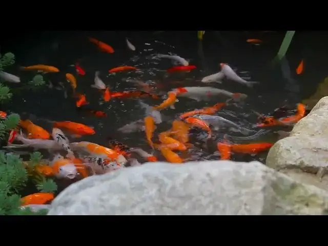 Video thumbnail for Winter Koi Feeding: Essential Dos and Don'ts