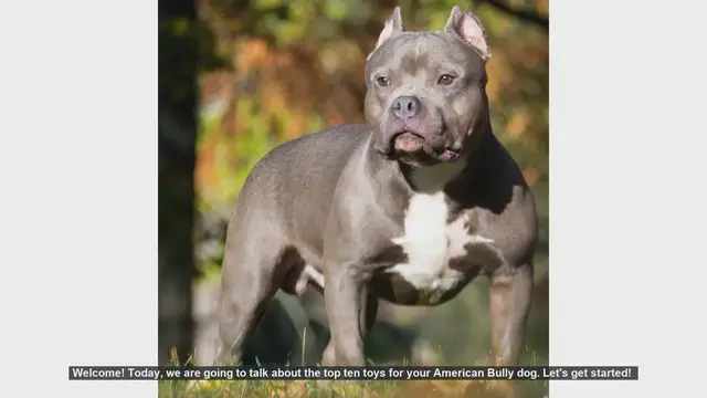 Video thumbnail for Top 10 Toys for Your American Bully Dog