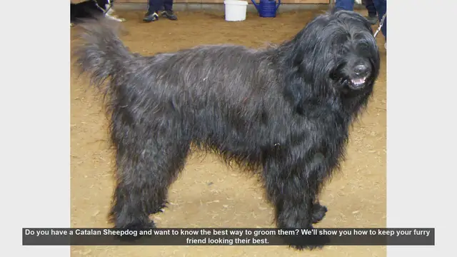 Video thumbnail for How to Groom Your Catalan Sheepdog: Essential Tips for a Healthy Coat
