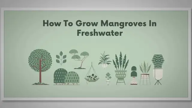 Video thumbnail for How To Grow Mangroves In Freshwater  | SARPO