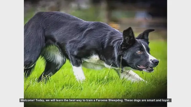Video thumbnail for How to Train Your Faroese Sheepdog: Tips and Techniques