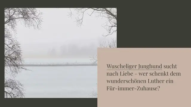 Video thumbnail for Wuscheliger Junghund sucht nach Liebe – wer schenkt dem wunderschönen Luther ein Für-immer-Zuhause?