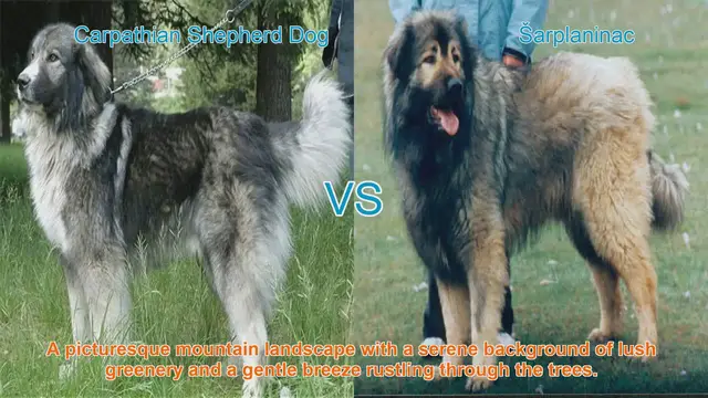 Video thumbnail for Comparing Carpathian Shepherd Dog and Šarplaninac: A Guide for Dog Lovers