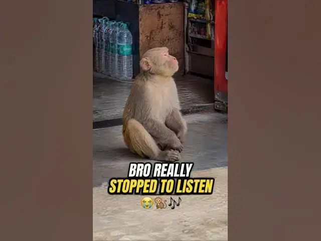 Video thumbnail for BRO REALLY STOPPED TO LISTEN 😭🐒🎶 | Har Baar – Murtaza Qizilbash | #shorts #harbaar