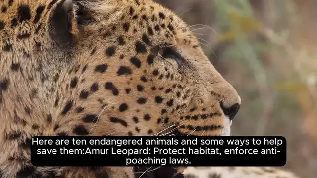 Video thumbnail for Top 10 Endangered Animals And How To Save Them