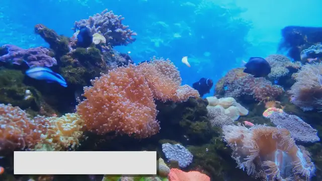 Video thumbnail for Comprehensive Fish Selection Guide for Your Aquarium