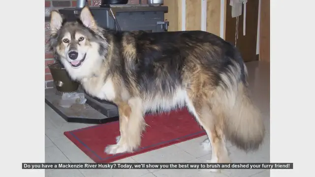 Video thumbnail for How to Brush and Deshed Your Mackenzie River Husky