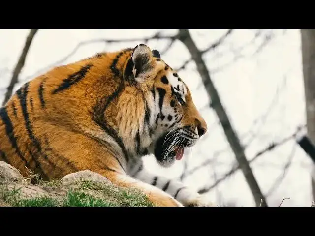 Video thumbnail for How Effective Are Anti Poaching Laws